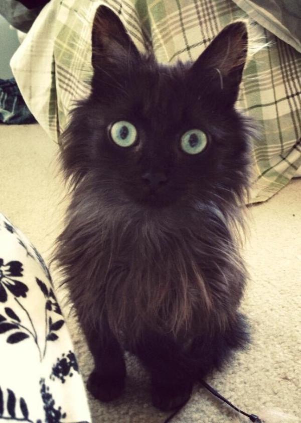 cat18