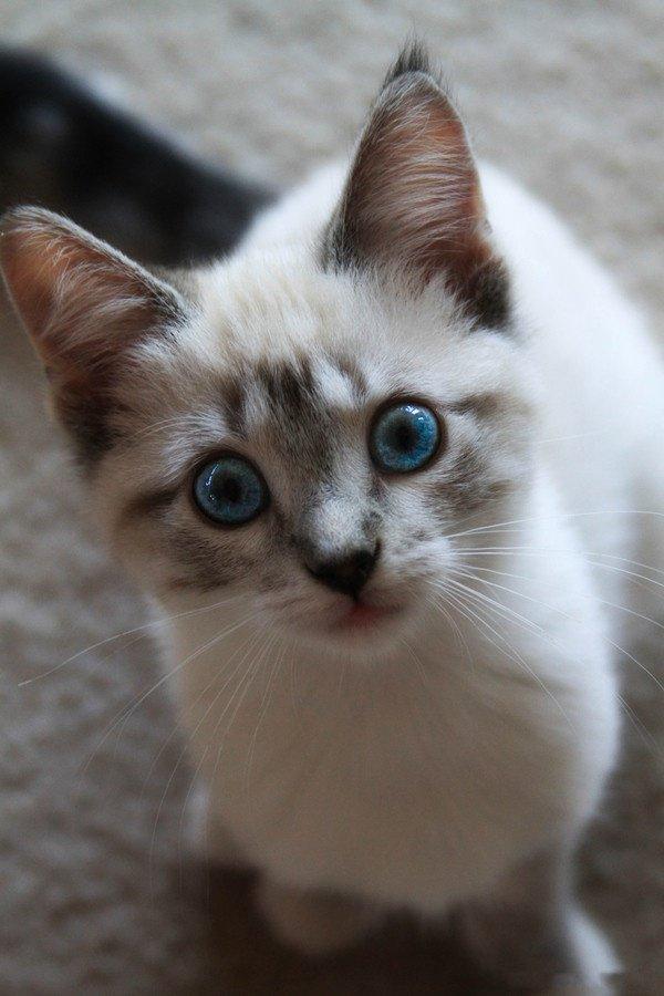 cat20