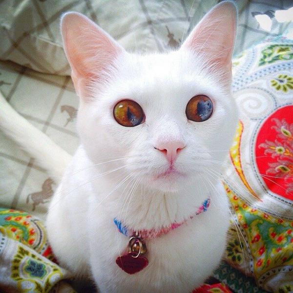 cat33