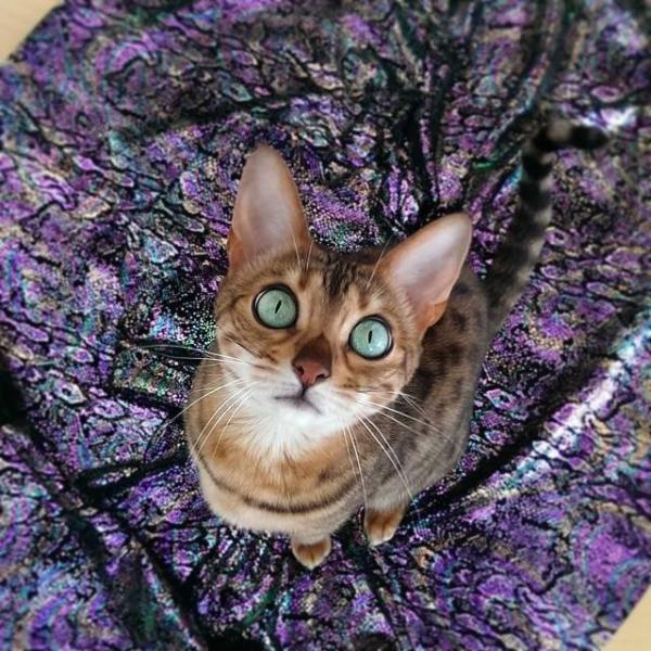 cat7