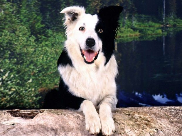 BorderCollie
