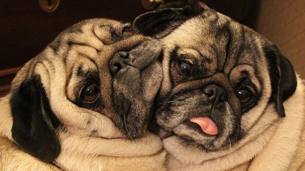 Pug