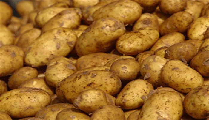patates