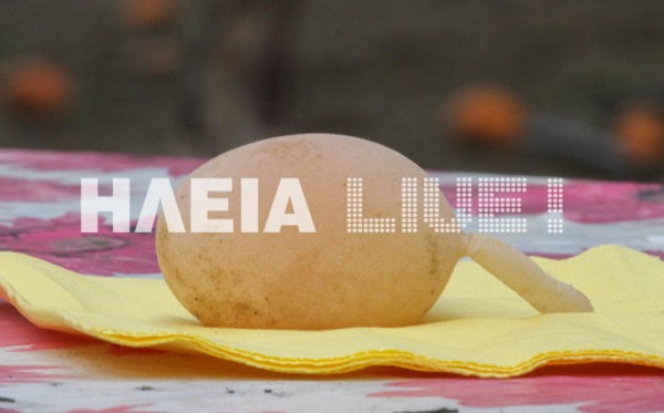 egg1