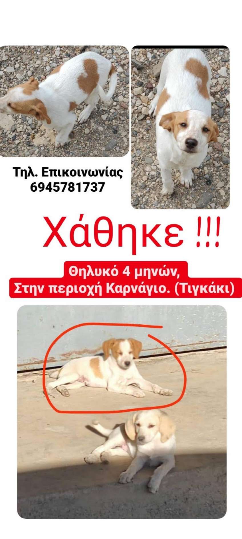 Χάθηκε το εικονιζόμενο σκυλί στην περιοχή Καρνάγιο στο Τιγκάκι