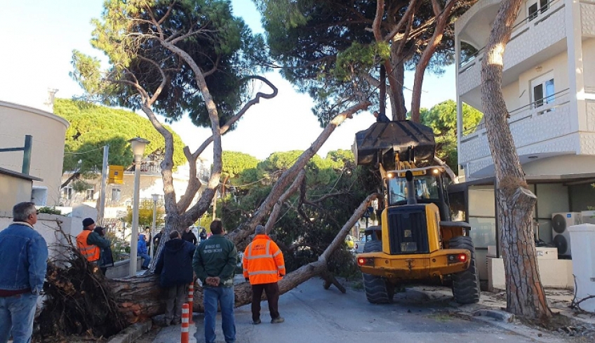 Πτώση μεγάλου πεύκου στην Ελευθερίου Βενιζέλου!