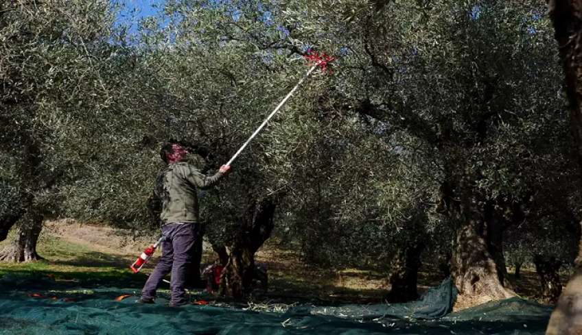 Χαλκιδική: 15.000 άνεργοι στα μητρώα του ΟΑΕΔ αλλά αναζητούν… 5.000 εργατικά χέρια για την συγκομιδή της ελιάς