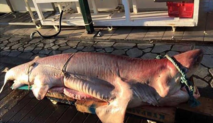Αλιεύτηκε καρχαρίας προσκυνητής (σαπουνάς) 3,5 μέτρων και 298 κιλών από Καλύμνικο σκάφος