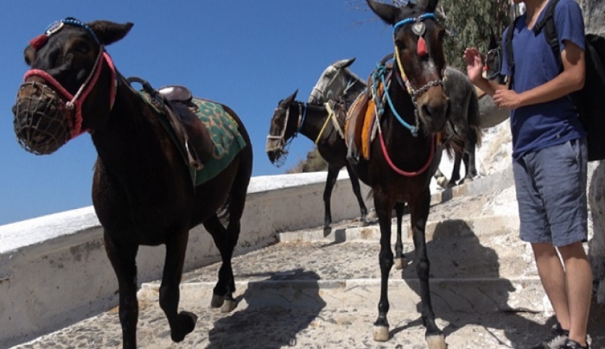 Διεθνής κατακραυγή για τα γαϊδουράκια στη Σαντορίνη: Νέο βίντεο της PETA δείχνει την κακοποίηση των ζώων που γίνονται προσωπικά ταξί τουριστών