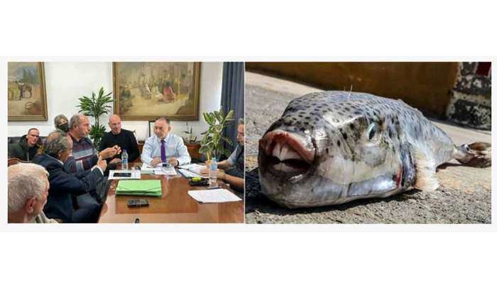 Αλιευτικός Σύλλογος Παράκτιας Αλιείας Καλύμνου: Μετά από 10 χρόνια προσπαθειών και πιέσεων, εγκρίθηκε το αίτημα επικήρυξης του λαγοκέφαλου.