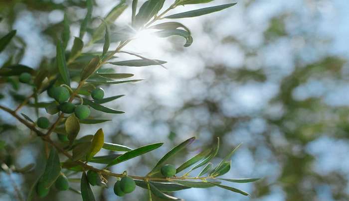 Βαρέλι δίχως πάτο η τιμή του ελαιολάδου - Εκρηκτικές αυξήσεις και στην εστίαση και χρήση με το σταγονόμετρο