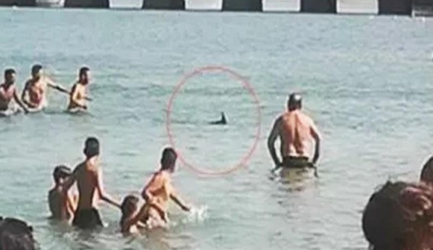 Σάλος με την κακομεταχείριση «ξιφία» στη Χαλκίδα -Σχηματίστηκε δικογραφία [βίντεο]