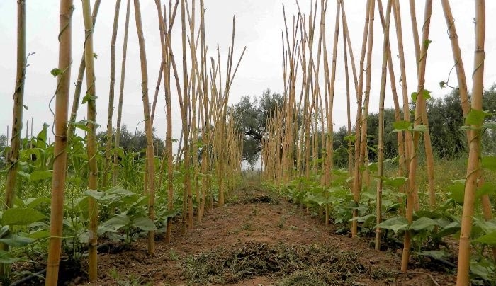 «Χορήγηση στρεμματικής ενίσχυσης για τους καλλιεργητές φασολιών περιόδου 2016 – Αιτήσεις μέχρι  15 Ιουνίου 2016»