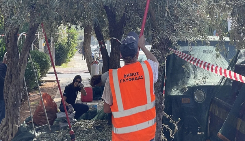 Μαζεύουν τις ελιές σε πεζοδρόμια και πάρκα στη Γλυφάδα, από την παραλιακή μέχρι το βουνό -Για να βγάλουν λάδι για όσους έχουν ανάγκη