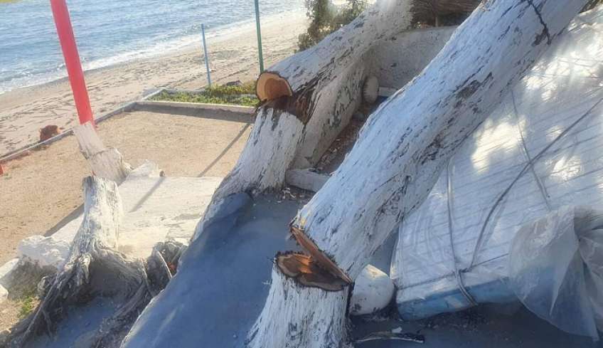 Αποκαρδιωμένη η συμπολίτισσα μας Πόπη Φουρτούνη, από την παράνομη κοπή δέντρων στην παραλιακή επιχείρηση της στη Λαγκάδα Κεφάλου