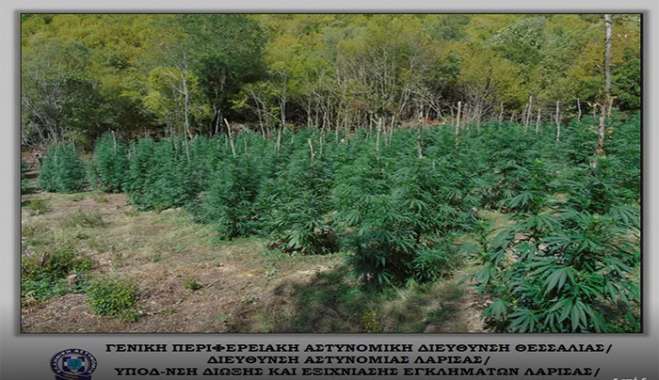 Εντοπίστηκαν (5.085) δενδρύλλια κάνναβης σε ορεινή και δασώδη περιοχή του Ολύμπου, στην Περιφερειακή Ενότητα Λάρισας