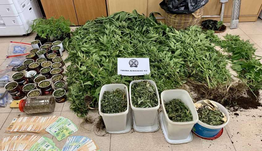 Εντοπίστηκε οργανωμένη καλλιέργεια δενδρυλλίων κάνναβης στην Κω