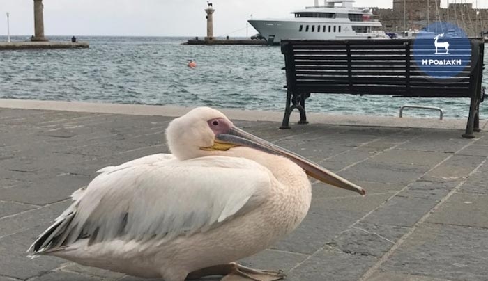 Πελεκάνος "κλέβει" την παράσταση στο κέντρο της Ρόδου