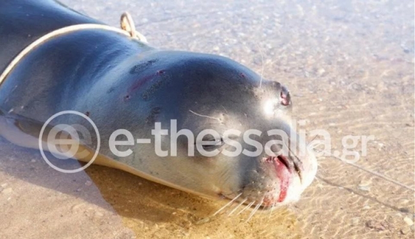 Φρίκη στο Πήλιο: Φώκια εντοπίστηκε σκοτωμένη από όπλο