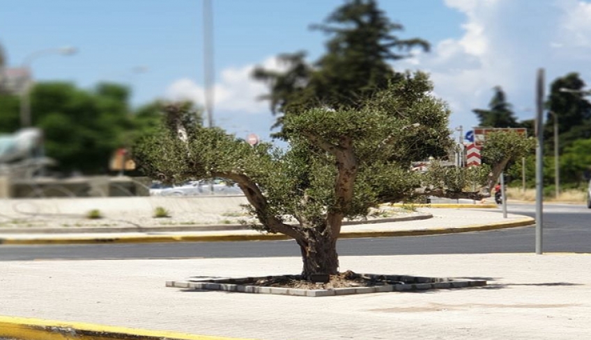 Μια 40χρονη κορωνέικη ελιά από το Ασπαχάρι Πυλίου, κοσμεί την είσοδο της πόλης
