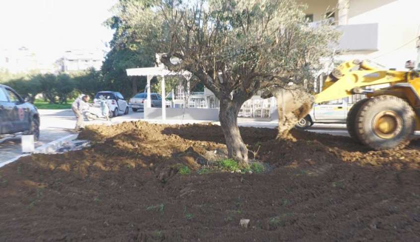 Ολοκληρώνεται η ανάπλαση της πλατείας επί των οδών Μανδηλαρά &amp; Ναυαρίνου, με την τοποθέτηση μιας όμορφης ελιάς
