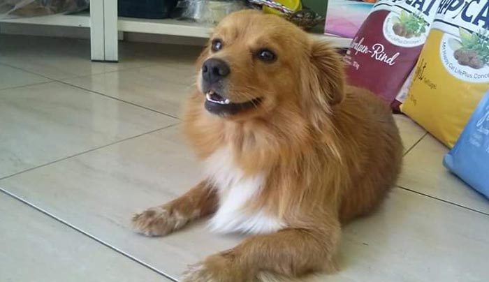 Χάθηκε ο Scooby μπορείτε να βοηθήσετε;  (Φωτό)
