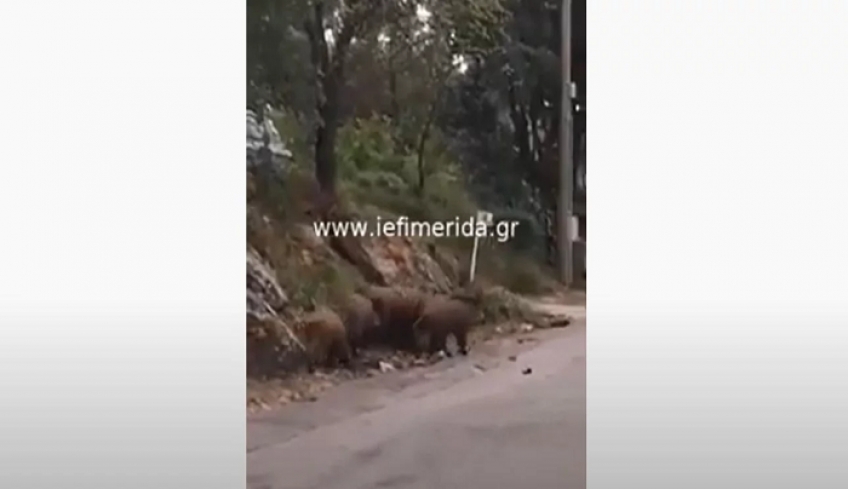 Τα αγριογούρουνα εμφανίστηκαν ξανά στην Εκάλη -«Μπαίνουν στις αυλές των σπιτιών σε αναζήτηση τροφής» [βίντεο]